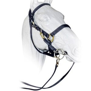 Fascia per sopracciglia cavallo - frontalino da